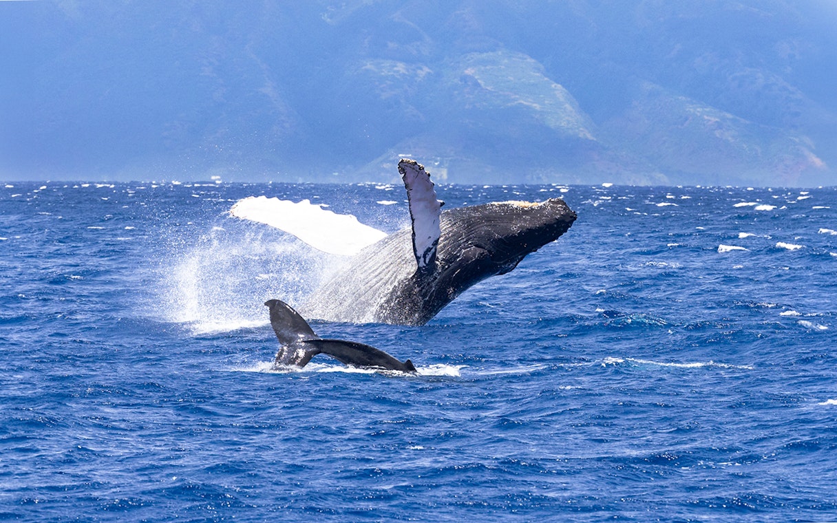 Whale breaching during Luxury West Snorkel Sail Tour in Maui, Hawaii.