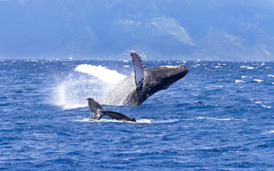 Whale breaching during Luxury West Snorkel Sail Tour in Maui, Hawaii.