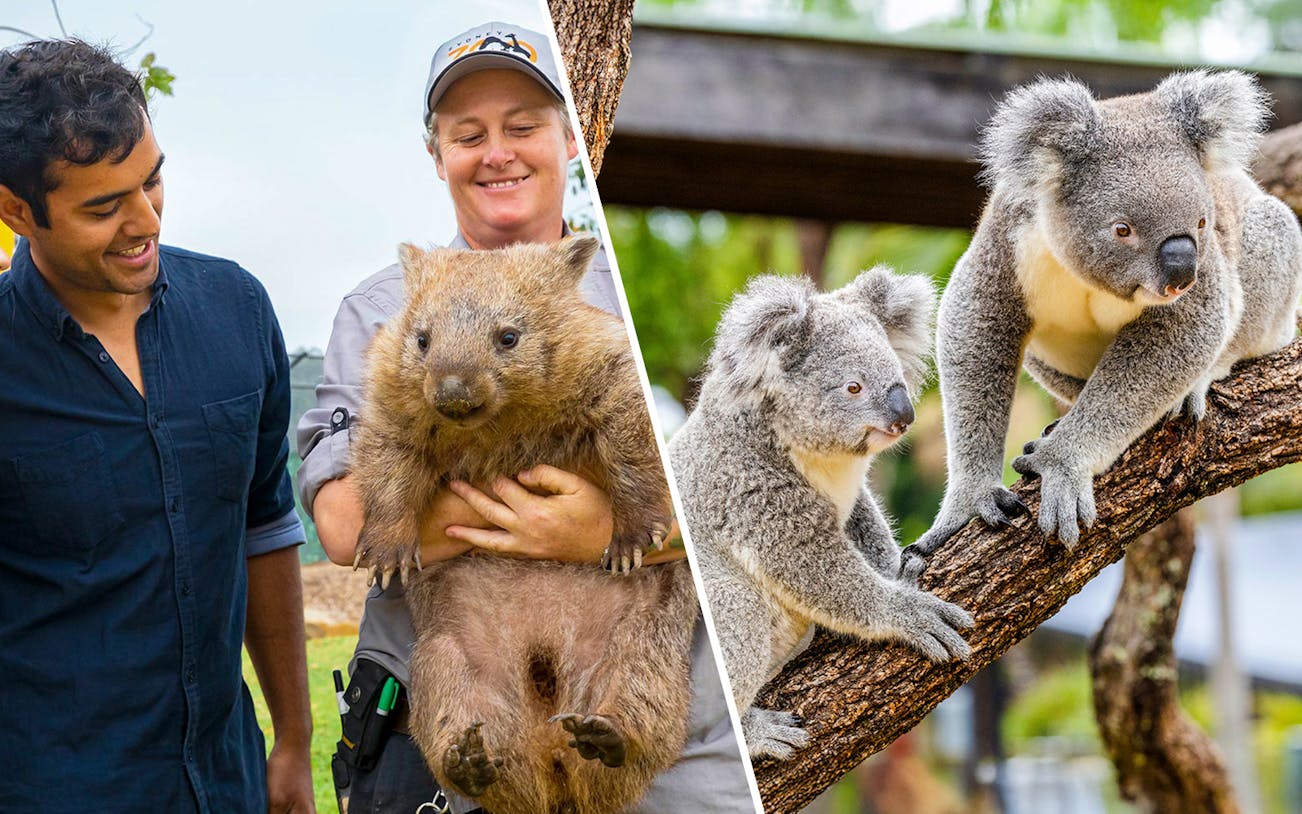 Koalas perched on a tree branch in a zoo setting.