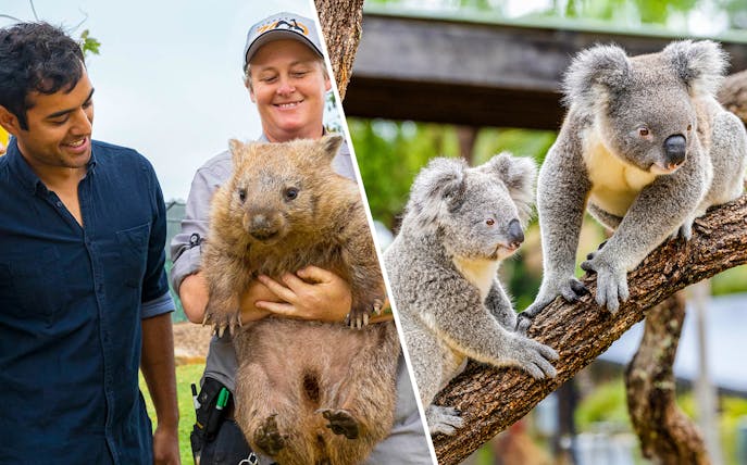 Koalas perched on a tree branch in a zoo setting.
