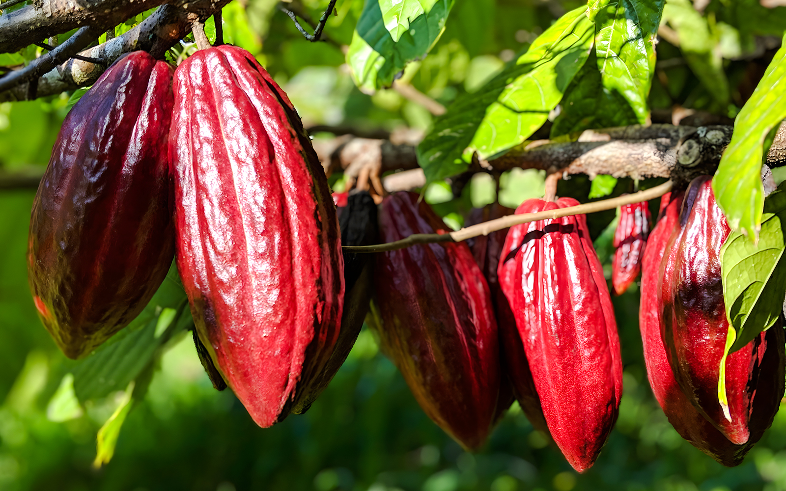Cacao pods hanging from a tree branch in a lush green setting.