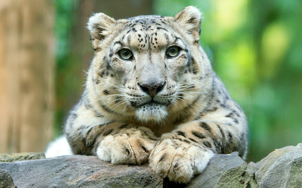 White tiger resting on rocks at Central Park Zoo.