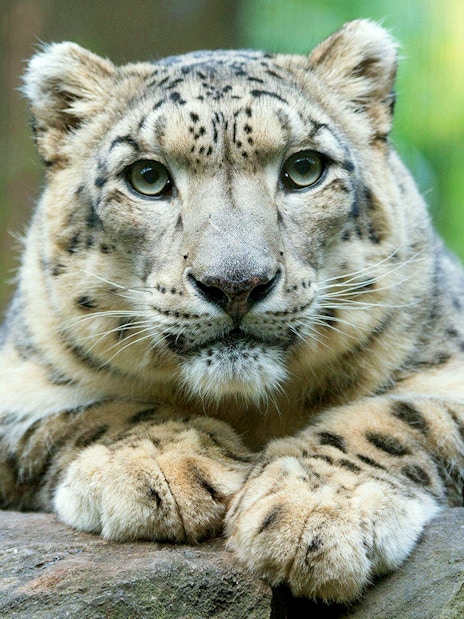White tiger resting on rocks at Central Park Zoo.