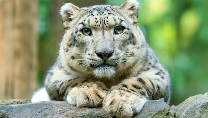 White baby tiger resting on a rock at Central Park Zoo, New York.