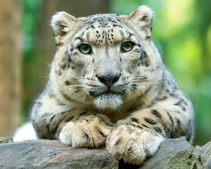Central Park Zoo Tickets