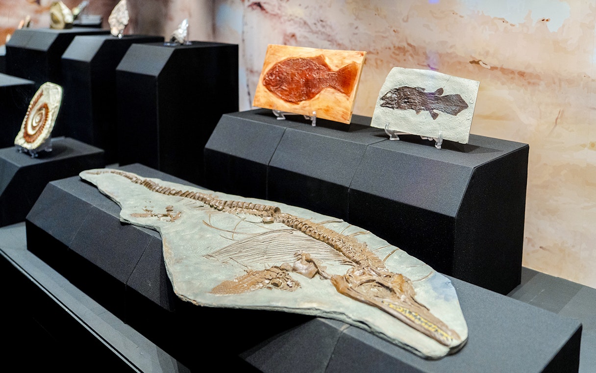 Fossil display at Singapore Oceanarium featuring ancient fish and marine reptile remains.