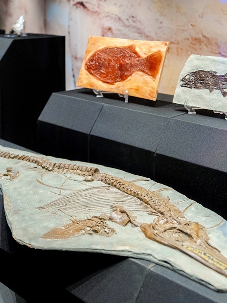 Fossil display at Singapore Oceanarium featuring ancient fish and marine reptile remains.