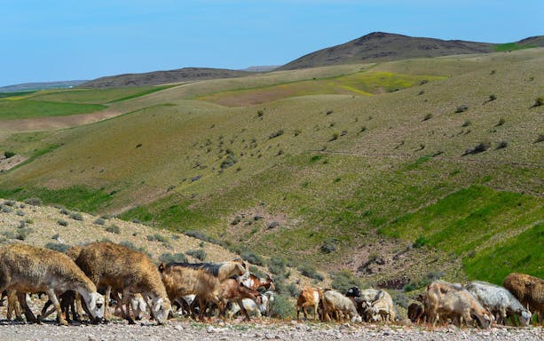 Herd of sheep and goats grazing on hills during Essaouira full day tour.