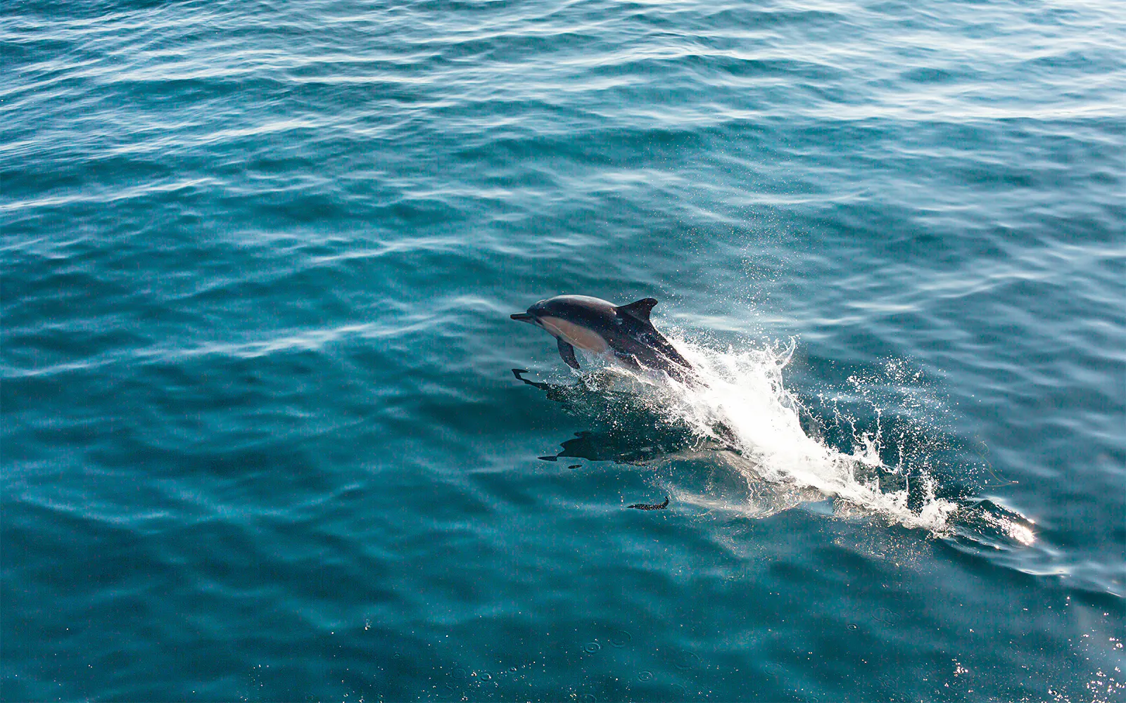 Marine animals