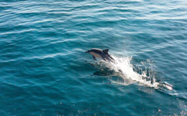 Marine animals