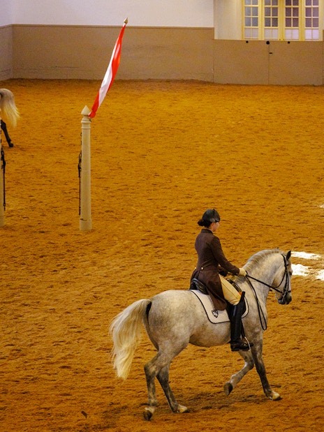 Riders practicing morning exercises with horses at the Spanish Riding School, Vienna.