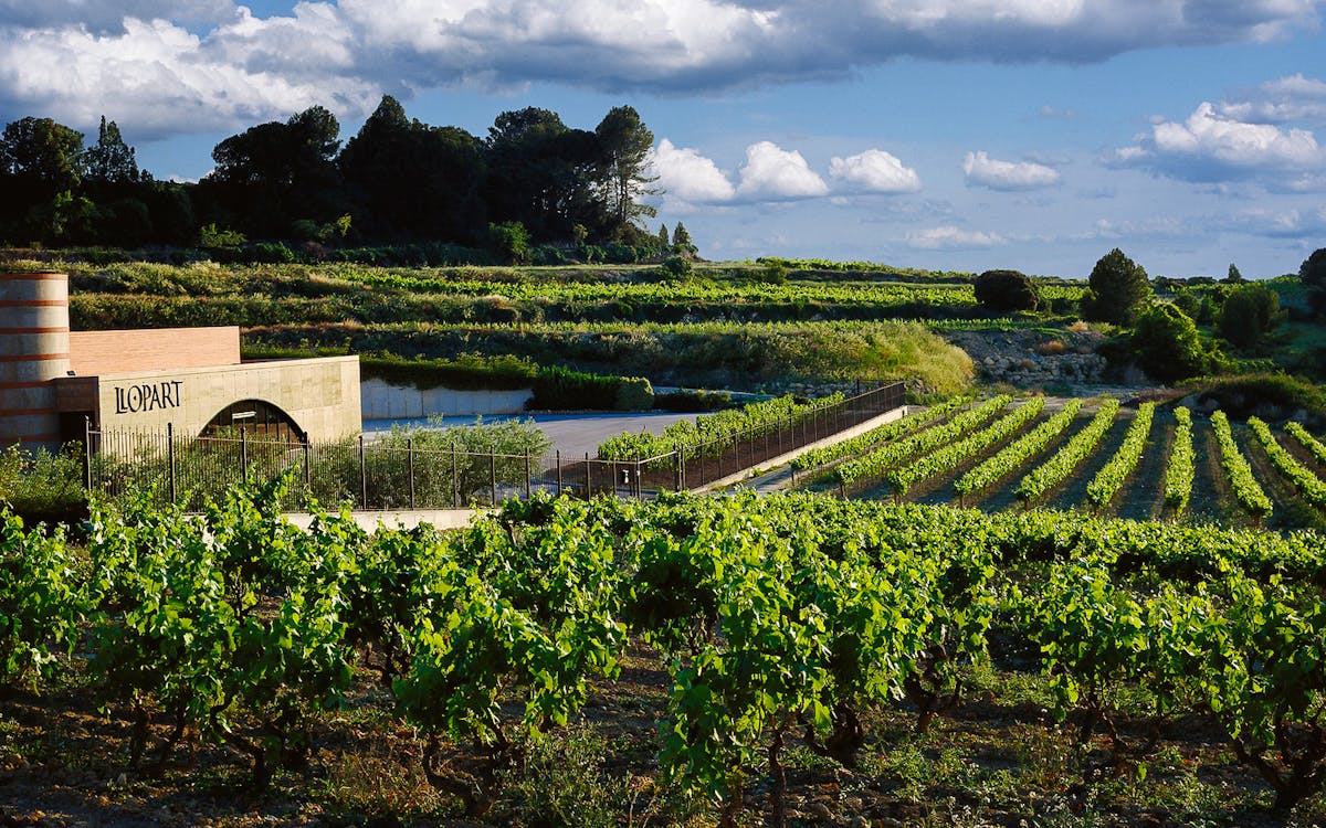 6-hour wine tasting tour with snacks in barcelona-11 6-hour wine tasting tour with snacks in barcelona-11