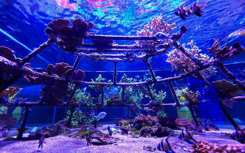 Underwater coral reef exhibit at Nausicaá Aquarium, France.
