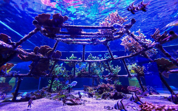 Underwater coral reef exhibit at Nausicaá Aquarium, France.