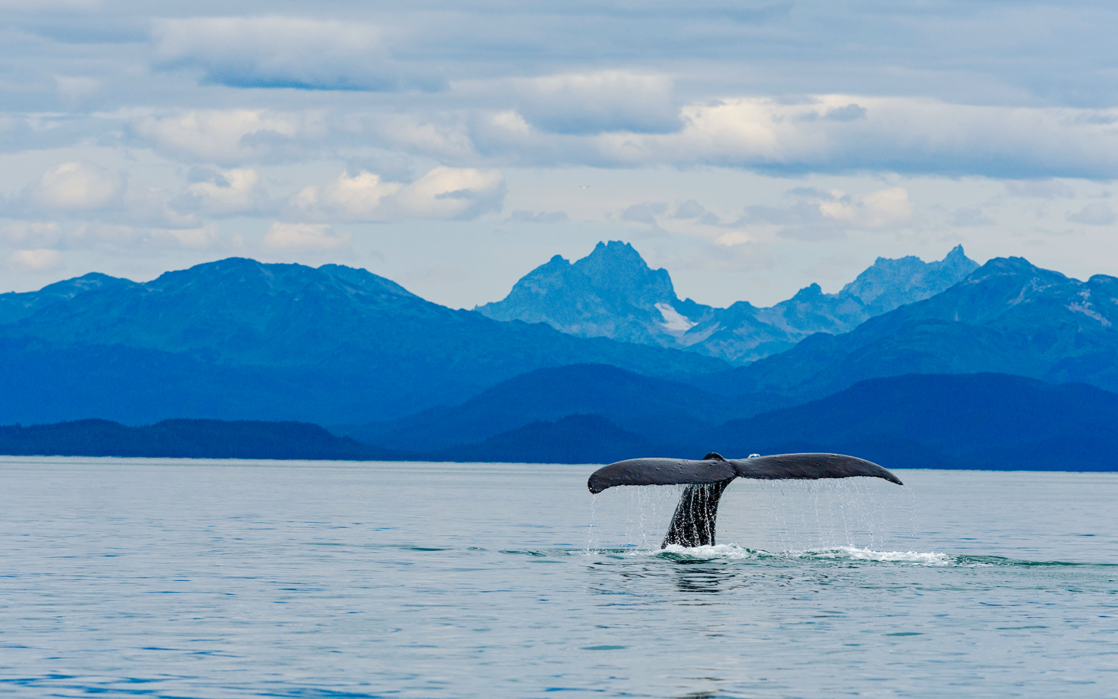 Whale tail above water with Alaskan mountains in background, Juneau.