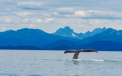 Whale tail above water with Alaskan mountains in background, Juneau.