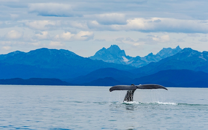 Whale tail above water with Alaskan mountains in background, Juneau.