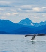 Croisière d'observation des baleines sur les eaux glaciaires de Juneau