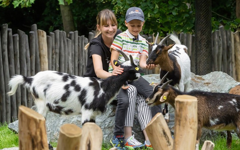 Children interacting with goats at the Schönbrunn Zoo petting area.