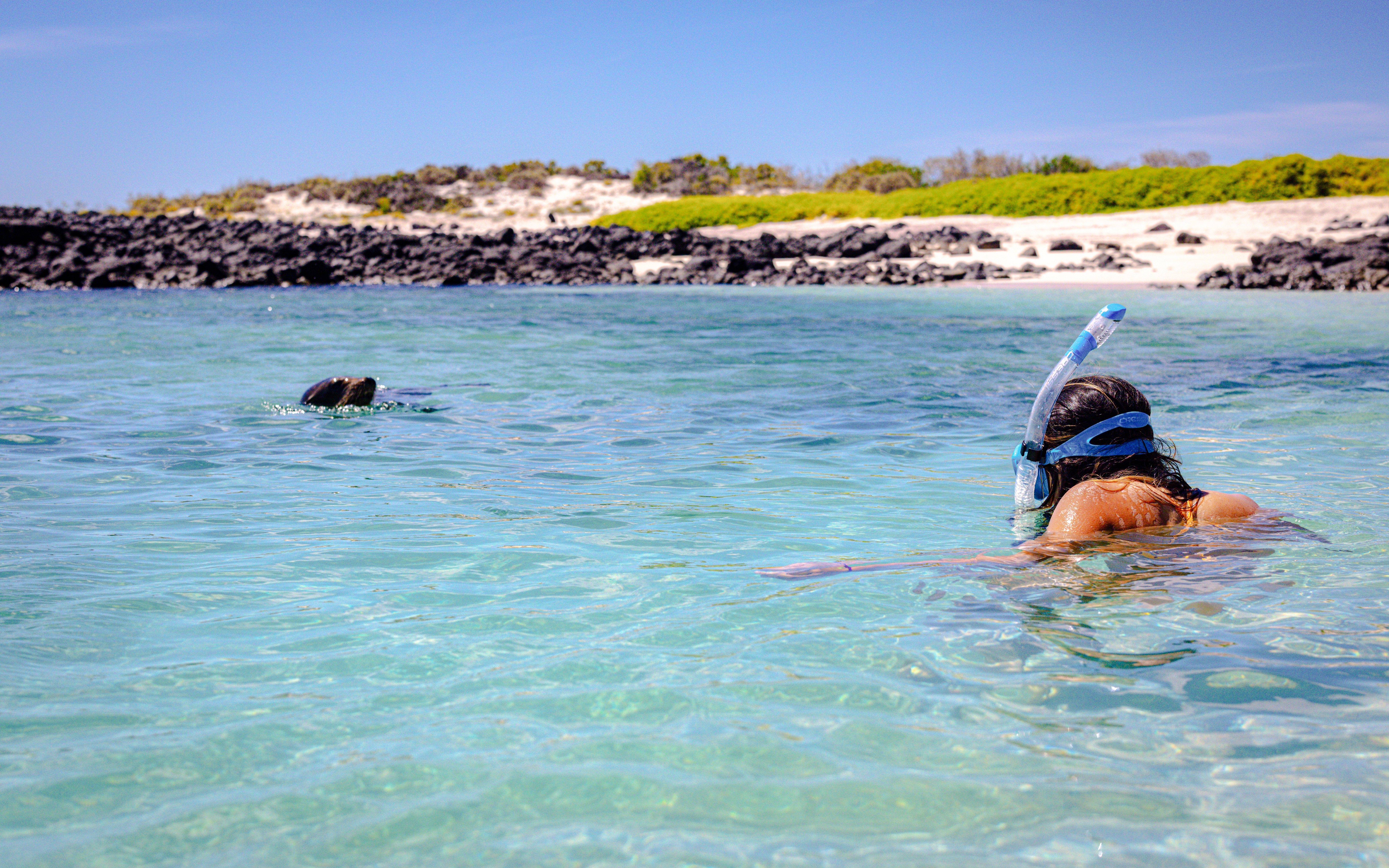 Woman snorkeling near a sea lion in clear waters with rocky shore in the background.