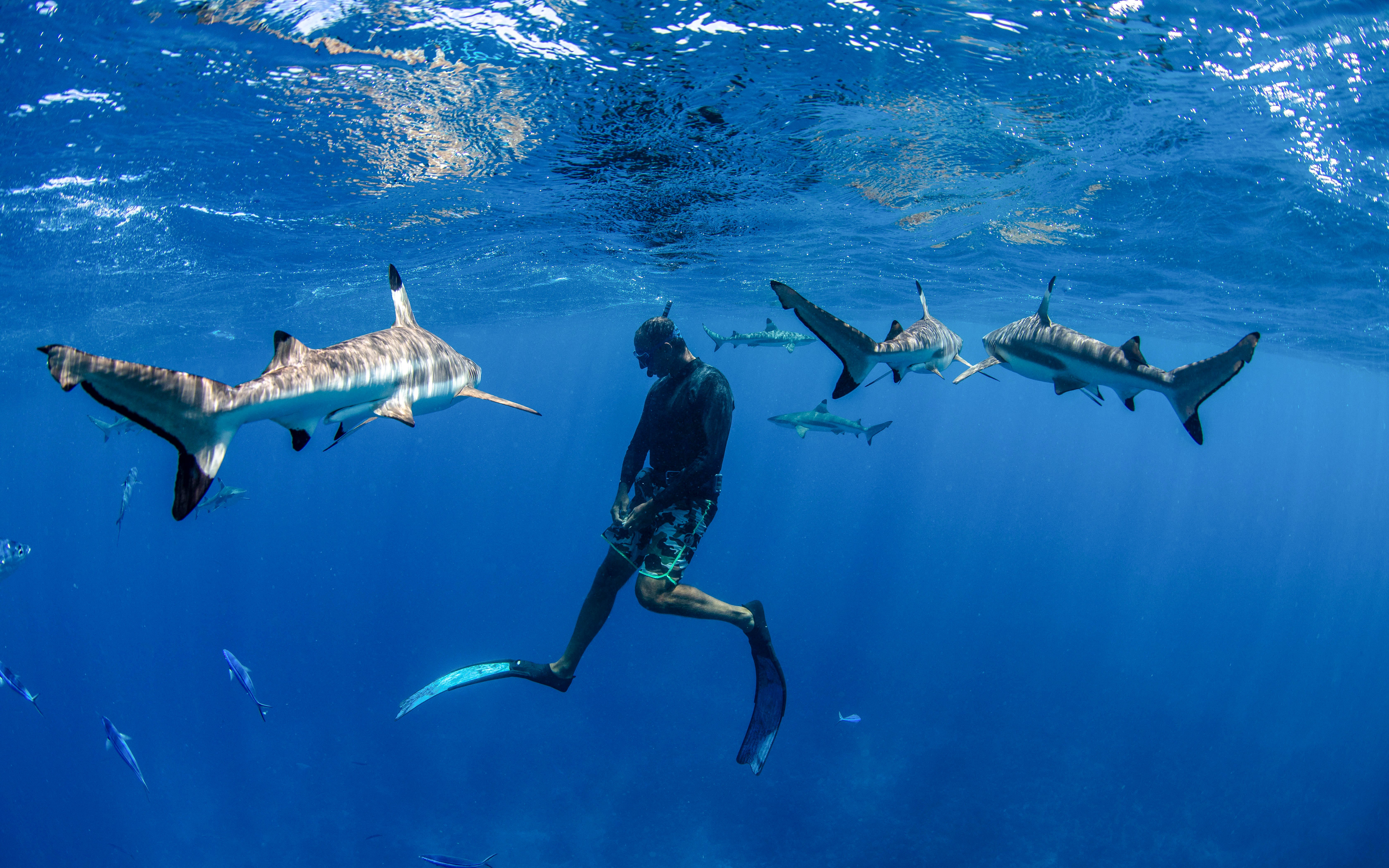 Man snorkeling among sharks in clear blue ocean.