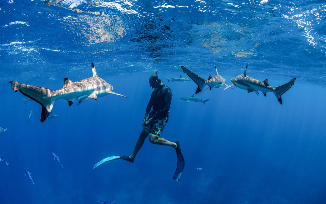 Man snorkeling among sharks in clear blue ocean.