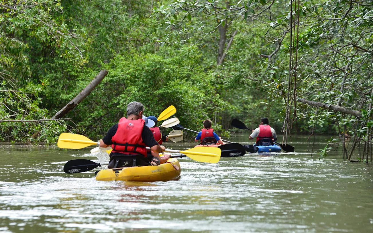 Kayakers paddling through Damas Island mangrove estuary near Manuel Antonio.