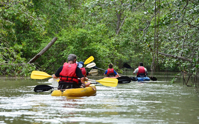 Kayakers paddling through Damas Island mangrove estuary near Manuel Antonio.