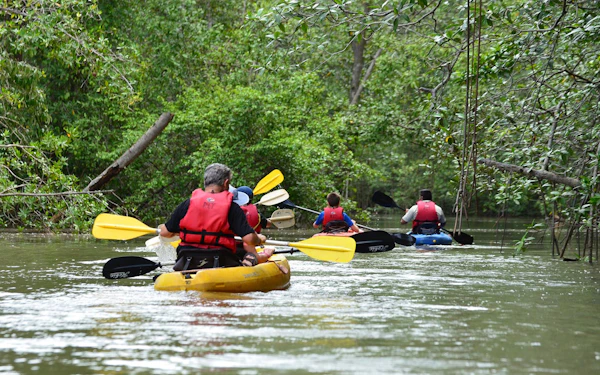 Damas Island Mangrove Estuary Kayak Tour with Lunch and Hotel Transfers from Manuel Antonio