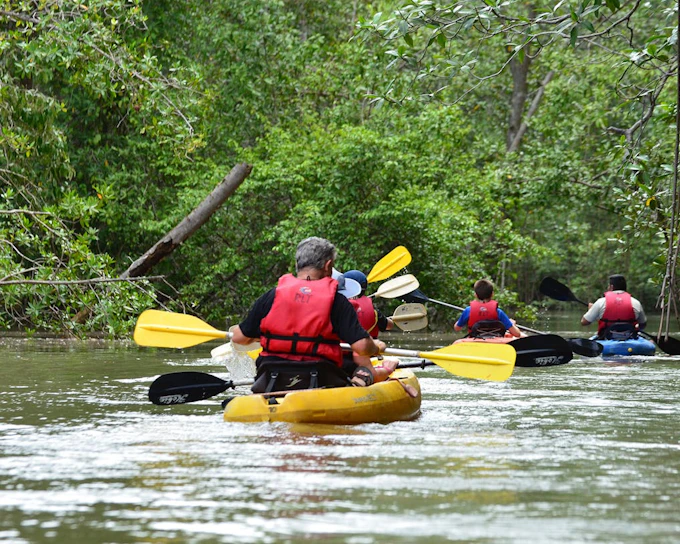 Damas Island Mangrove Estuary Kayak Tour with Lunch and Hotel Transfers from Manuel Antonio (Product 53565)