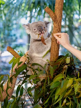 Koala eating leaves at Lone Pine Koala Sanctuary, Brisbane.