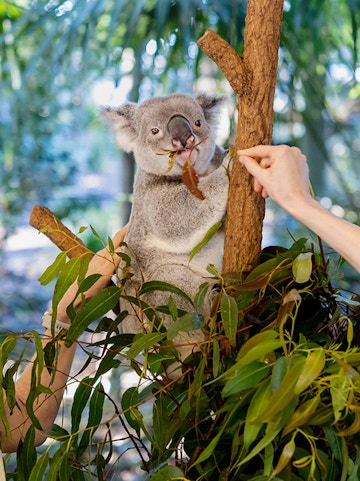 Koala eating leaves at Lone Pine Koala Sanctuary, Brisbane.