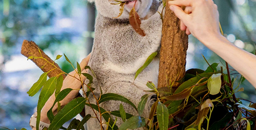 Lone Pine Koala Reservaat