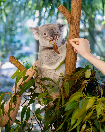 Koala eating leaves at Lone Pine Koala Sanctuary, Brisbane.