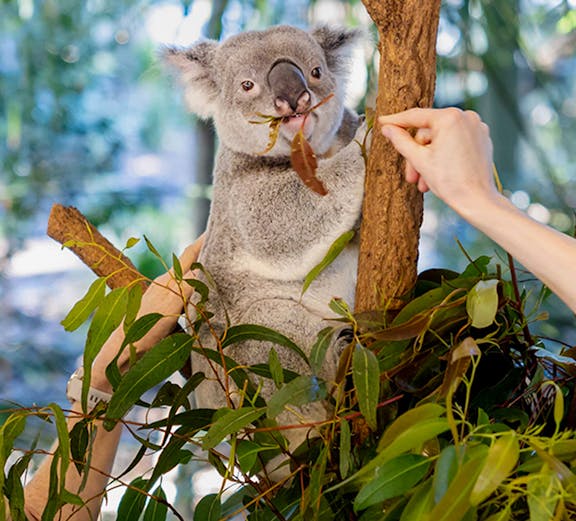 Koala eating leaves at Lone Pine Koala Sanctuary, Brisbane.