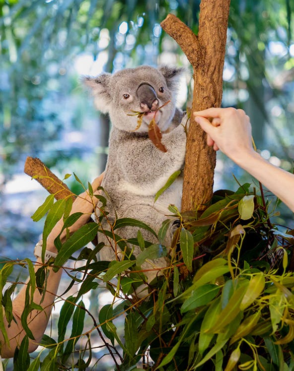Koala eating leaves at Lone Pine Koala Sanctuary, Brisbane.