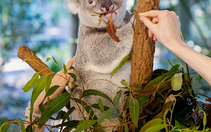 Koala eating leaves at Lone Pine Koala Sanctuary, Brisbane.
