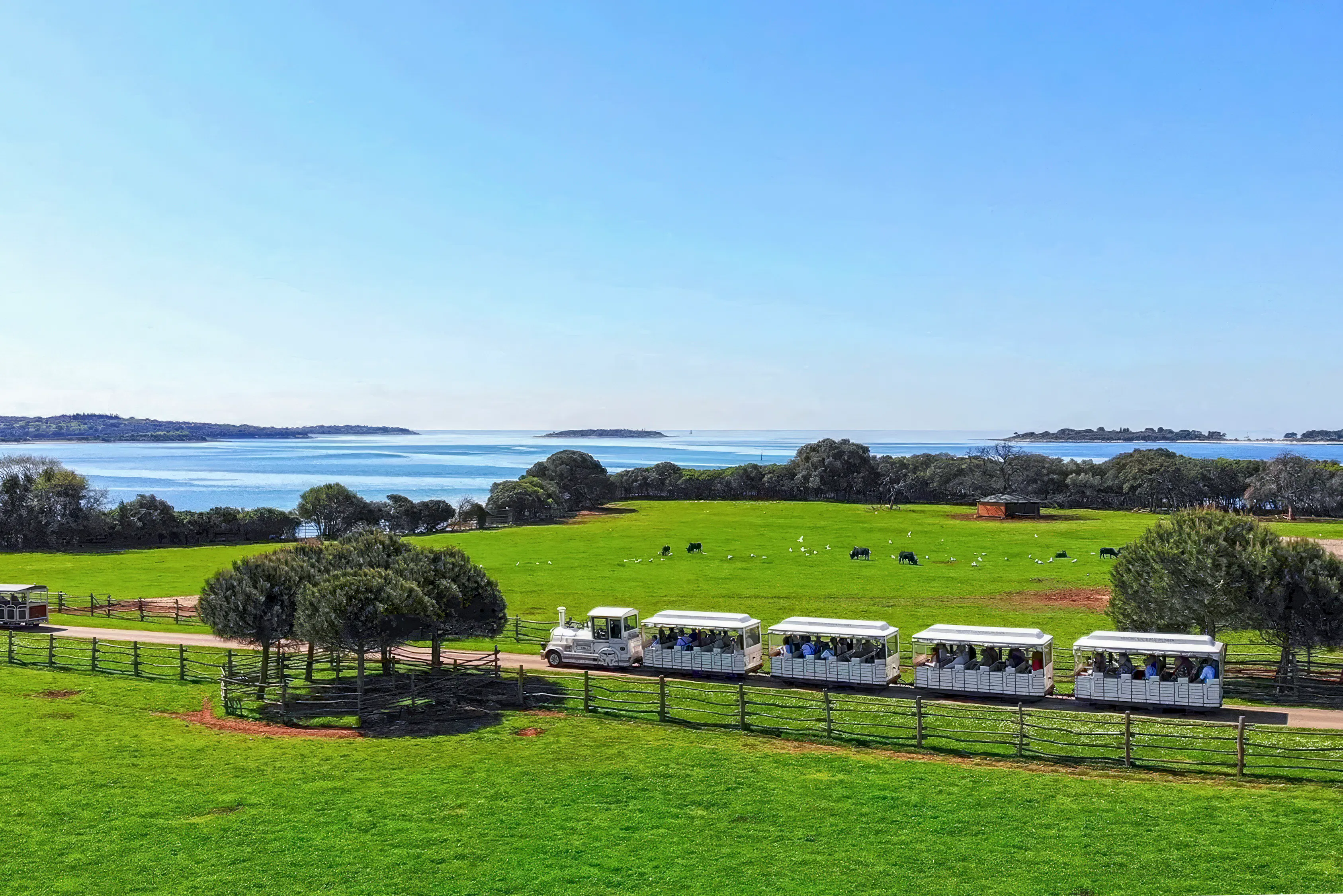 Tourist train in Brijuni National Park with scenic coastal view, Fažana departure.