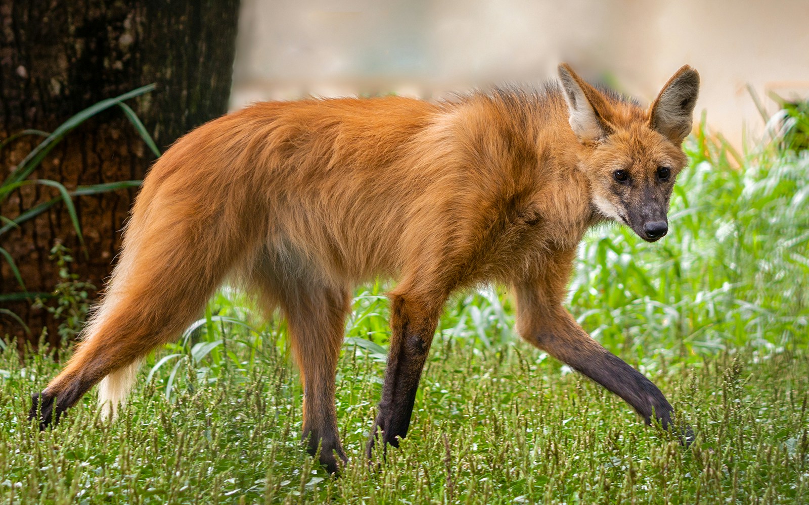Maned wolf walking through grassy area.
