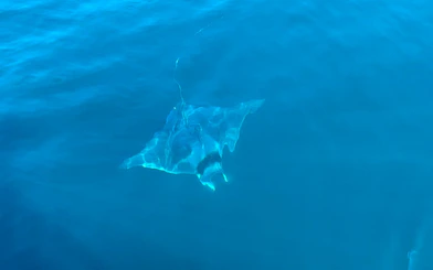 Manta ray swimming in clear blue waters during Benalmádena dolphin-watching cruise.