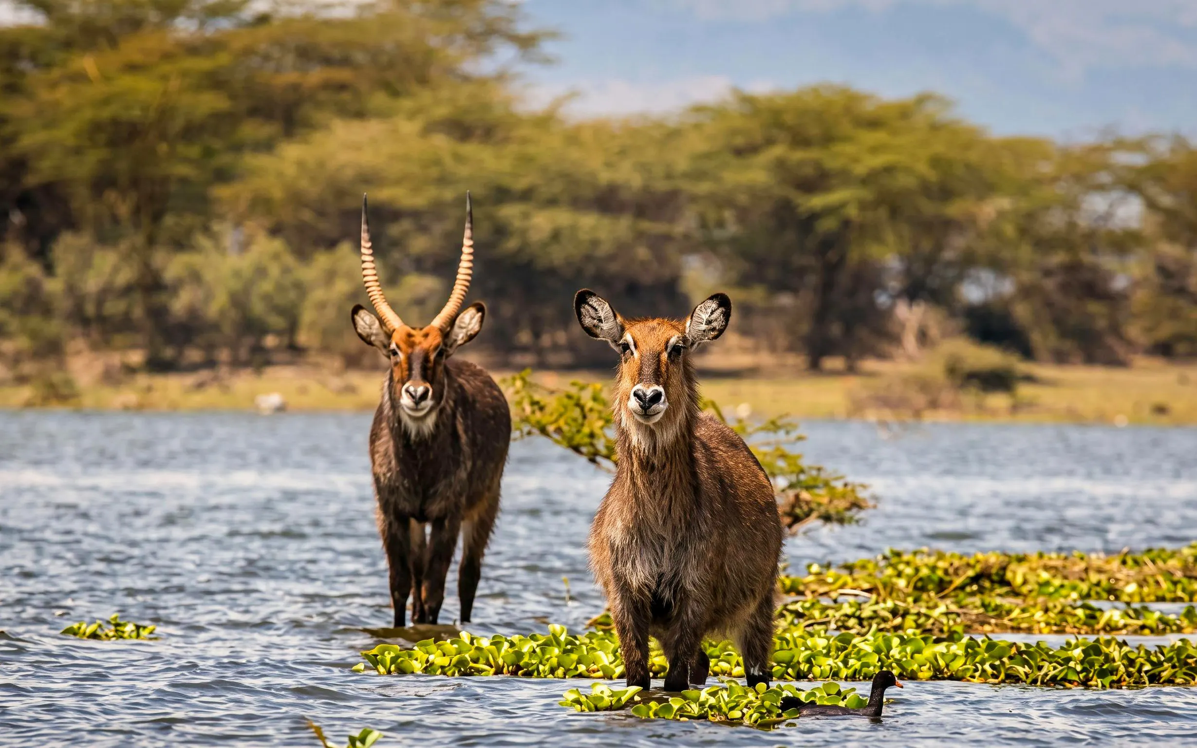 Waterbucks standing in Lake Naivasha during Masai Mara, Lake Nakuru & Naivasha Camping Safari.