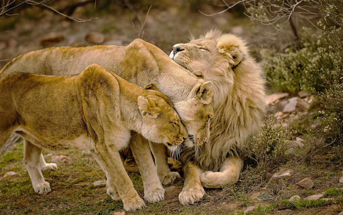 Lions interacting at Aquila Private Game Reserve, Touws River, South Africa.