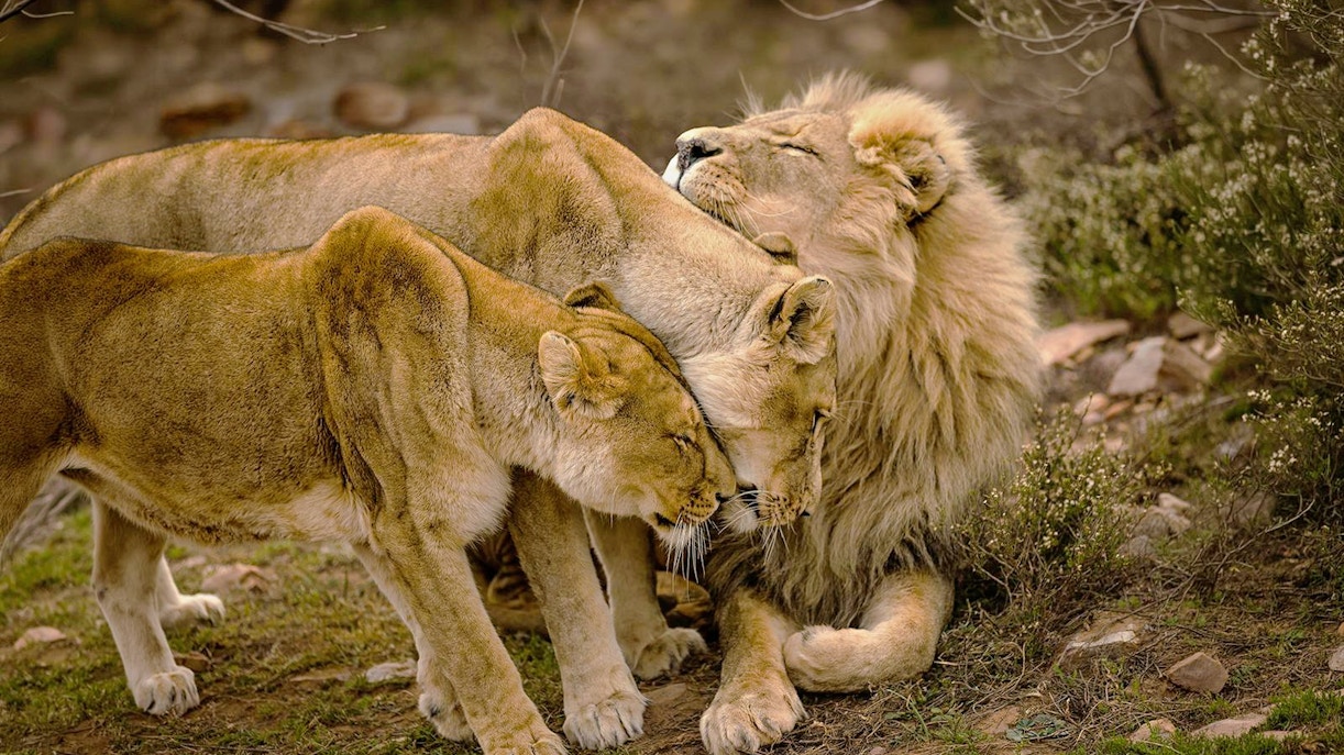 Lions interacting at Aquila Private Game Reserve, Touws River, South Africa.