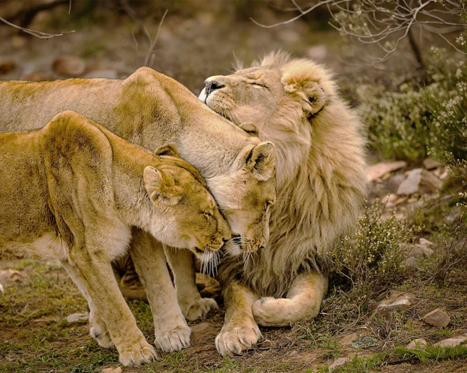 From Cape Town: Full-Day Big Five Safari Experience with Lunch at Aquila Game Reserve