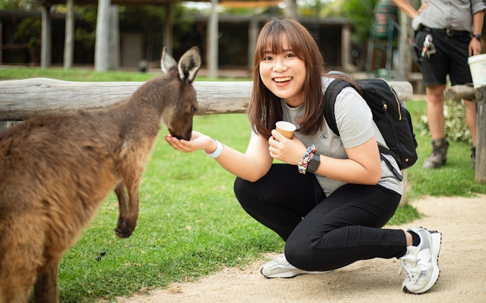 Woman feeding a kangaroo by hand at Sydney Zoo.