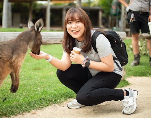 Woman feeding kangaroo by hand at Sydney Zoo, Australia.