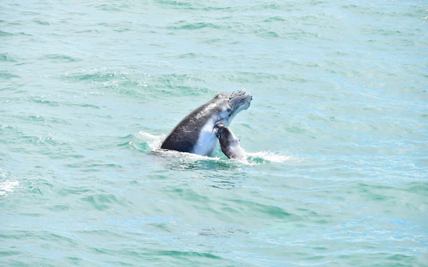 Marino Ballena National Park Whale Watching Guided Boat Tour with Naturalist Guide and Park Entry