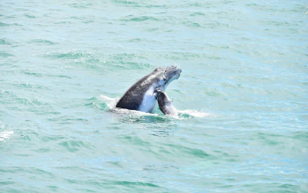 Marino Ballena National Park Whale Watching Guided Boat Tour with Naturalist Guide and Park Entry