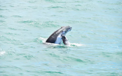 Whale breaching in Marino Ballena National Park during guided boat tour.