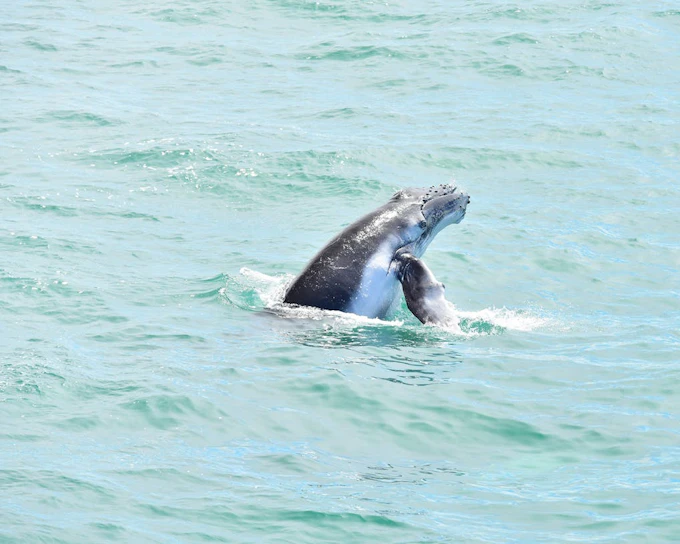 Marino Ballena National Park Whale Watching Guided Boat Tour with Naturalist Guide and Park Entry (Product 53392)